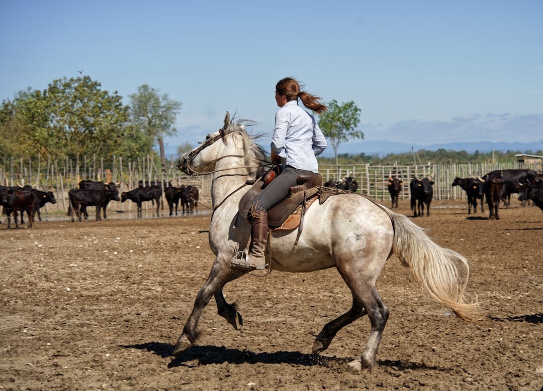argentine gaucho on horse